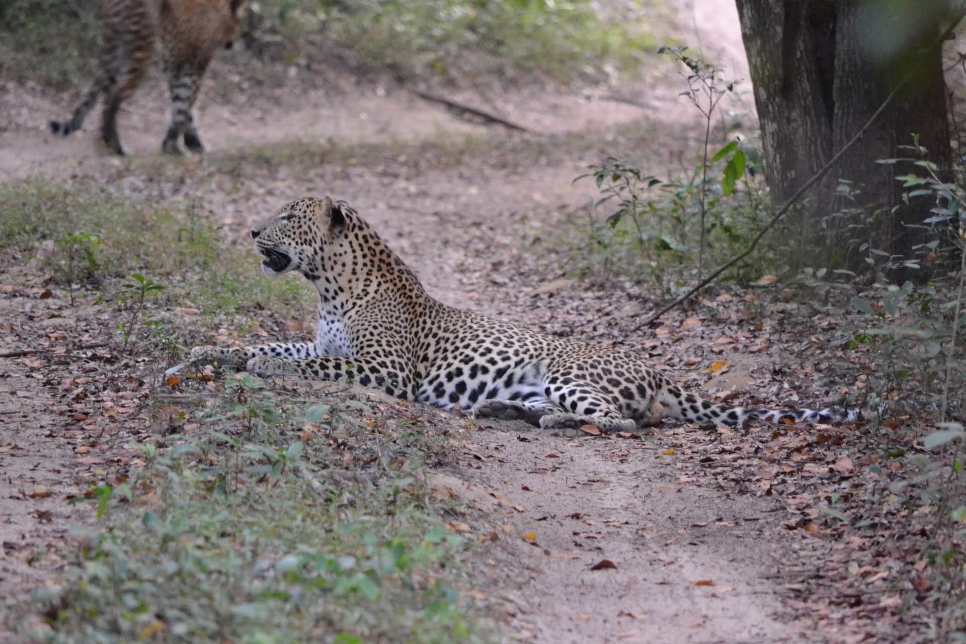 Leopard