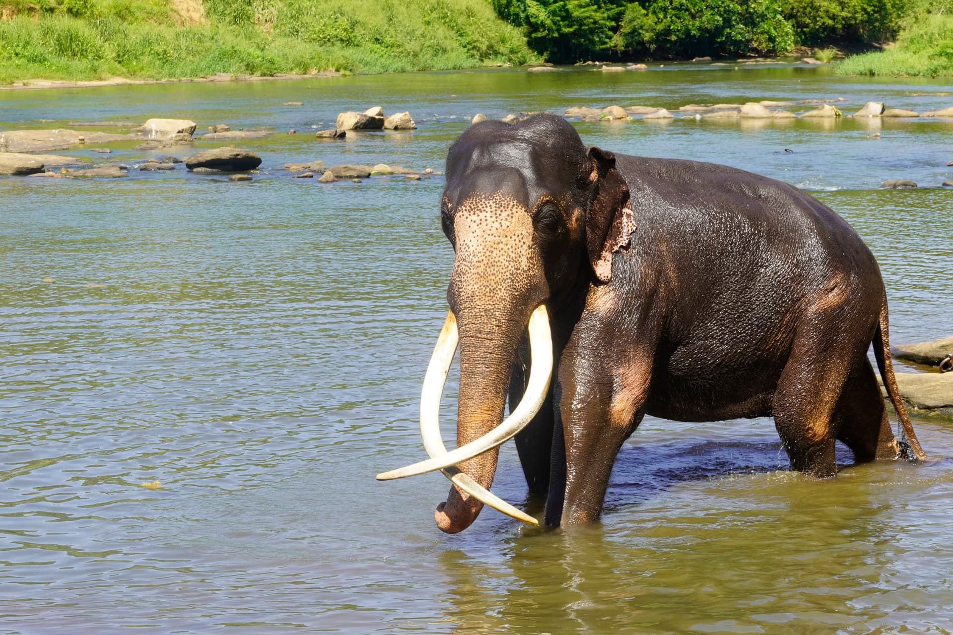 Elephant