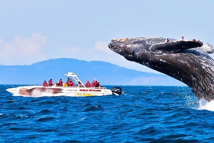 Whale