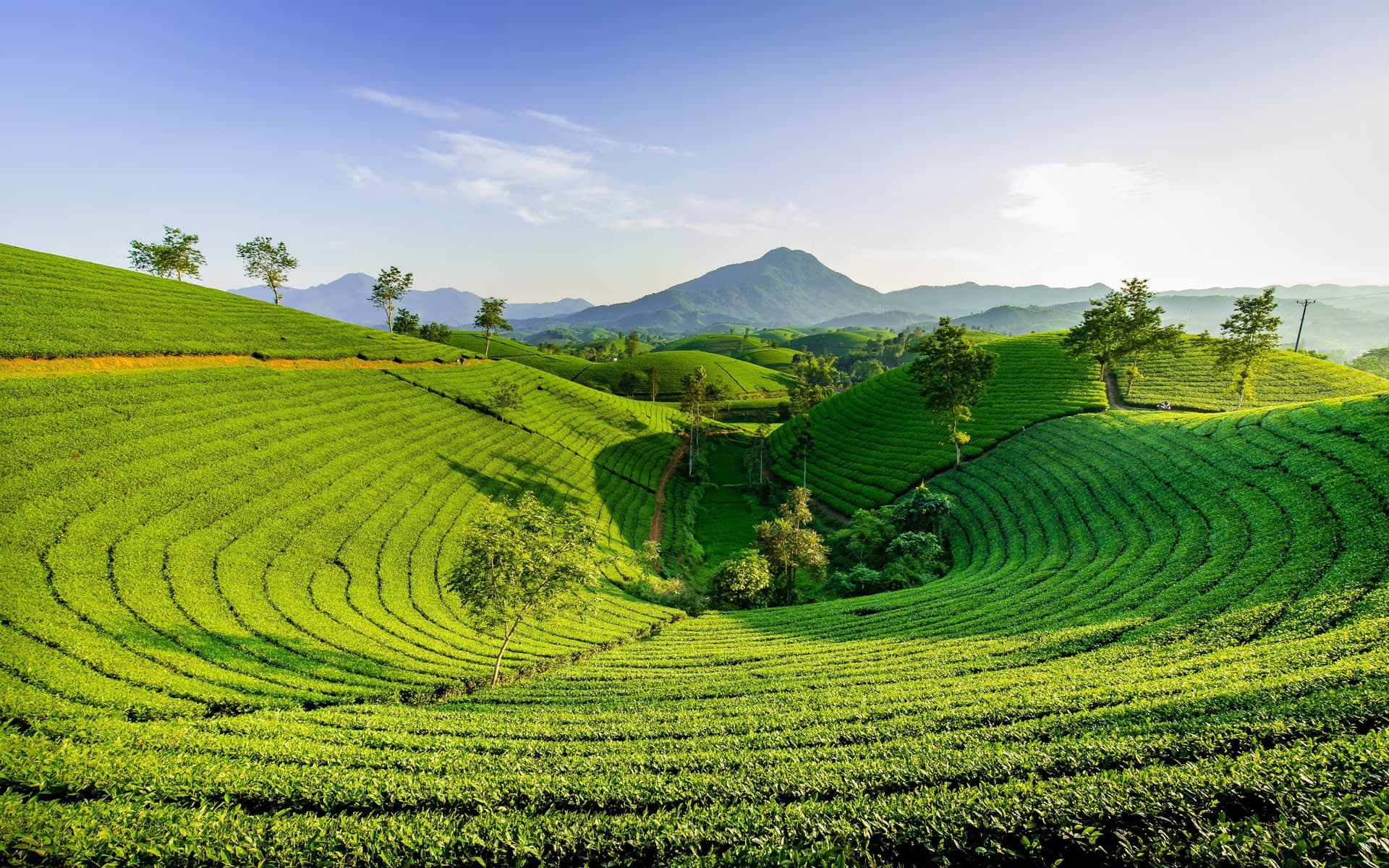 Tea Estates Above the Clouds
