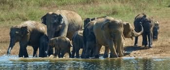 Gentle Giants