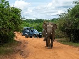 Private Safari