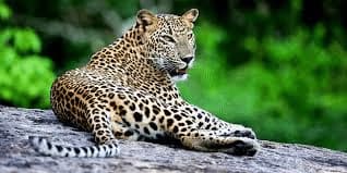 The Wild Heart of Sri Lanka: A Unique Collection of Nature's Wonders