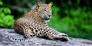 Sri Lankan Leopard