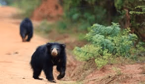 Sri Lankan Sloth Bear